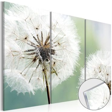 Acrylic Print - Fluffy Dandelions [Glass]