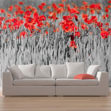 Wallpaper - Red poppies on black and white background 450x270