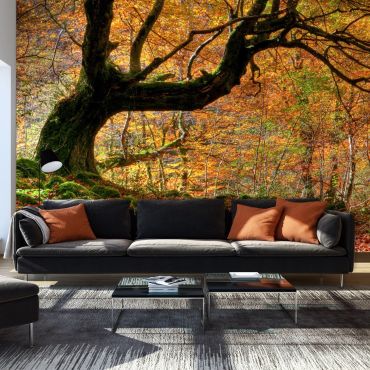 Wallpaper - Autumn, forest and leaves 450x270