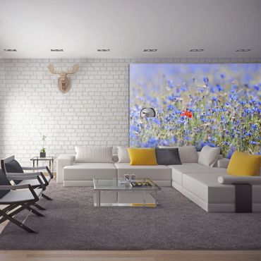 Wallpaper - A sky-colored meadow - cornflowers