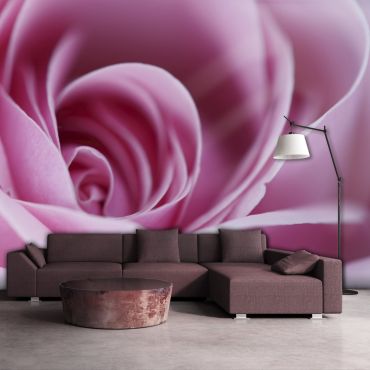 Wallpaper - Pink rose