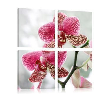 Canvas Print - Fancy orchid