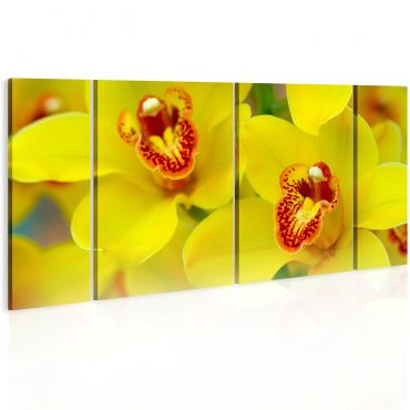 Canvas Print - Orchids - intensity of yellow color