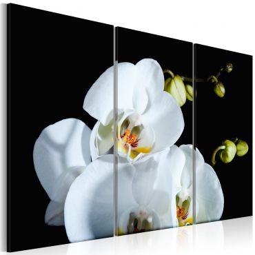 Canvas Print - Snowy orchid
