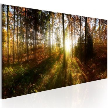 Canvas Print - Beautiful Forest 