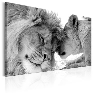 Canvas Print - Lion's Love