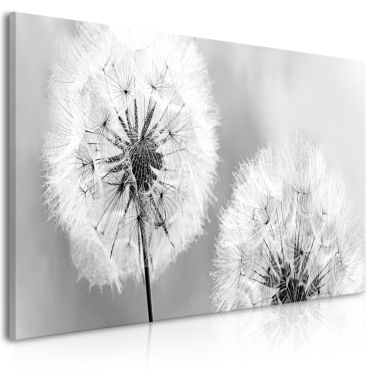 Canvas Print - Fluffy Dandelions (1 Part) Grey Wide 100x45