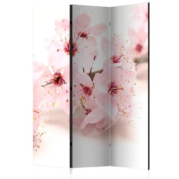 Room Divider - Cherry Blossom [Room Dividers] 135x172