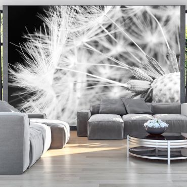 Wallpaper - Black and white dandelion