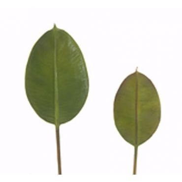 Fig leaf Sycamore