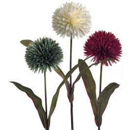 Allium flower Allion