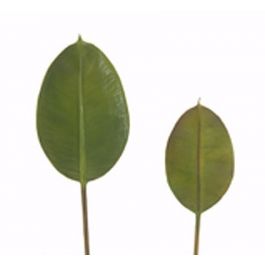 Fig leaf Sycamore